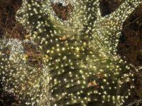 Img 20251207 Wa0012 | SOS a SOU KH