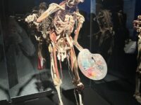 Img 0640 | SOS a SOU KH